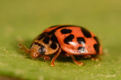 <i>Oenopia conglobata</i>
