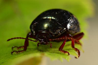 <i>Chrysolina bankii</i>