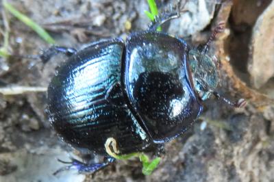 <i>Anoplotrupes stercorosus</i>