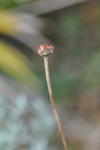 <i>Coccinella septempunctata</i>