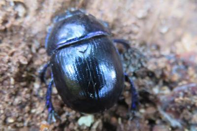 <i>Anoplotrupes stercorosus</i>