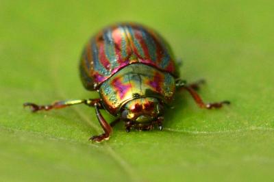 <i>Chrysolina americana</i>