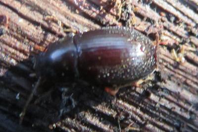 <i>Nalassus laevioctostriatus</i>