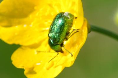 <i>Cryptocephalus</i>