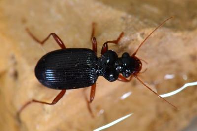 <i>Leistus fulvibarbis</i>