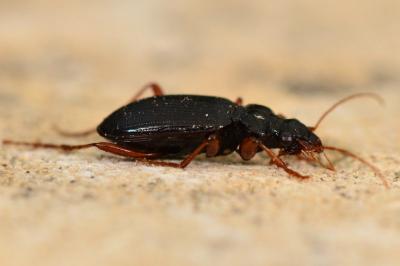 <i>Leistus fulvibarbis</i>