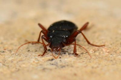 <i>Leistus fulvibarbis</i>