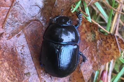 <i>Anoplotrupes stercorosus</i>
