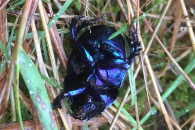 <i>Anoplotrupes stercorosus</i>
