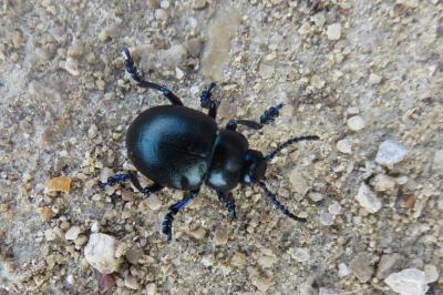 <i>Timarcha goettingensis</i>
