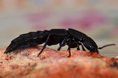 <i>Ocypus aethiops</i>