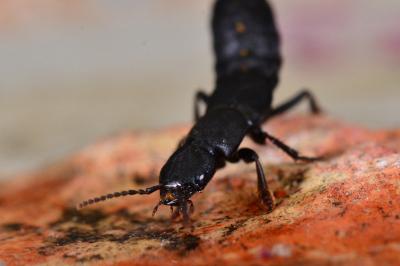 <i>Ocypus aethiops</i>