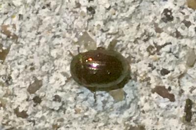 <i>Chrysolina americana</i>