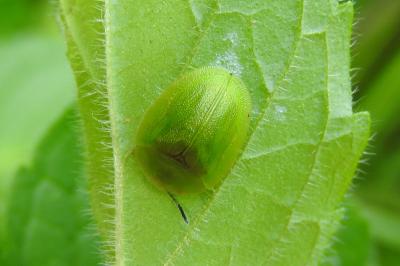 <i>Cassida viridis</i>