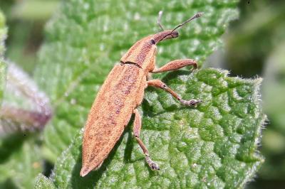 <i>Lixus iridis</i>