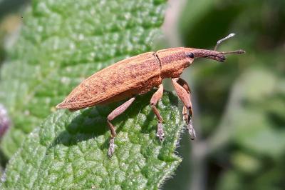 <i>Lixus iridis</i>