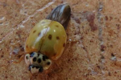 <i>Adalia decempunctata</i>