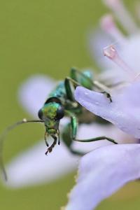 <i>Oedemera nobilis</i>