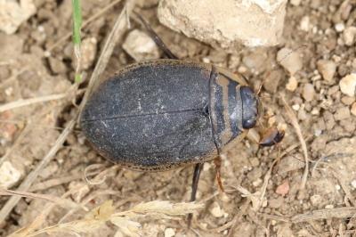 <i>Acilius sulcatus</i>