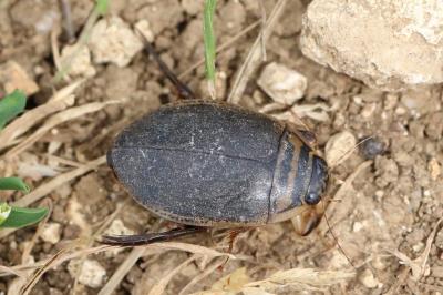 <i>Acilius sulcatus</i>