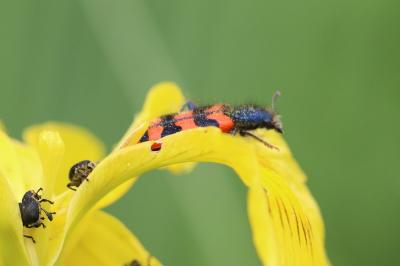 <i>Trichodes alvearius</i>