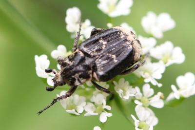 <i>Valgus hemipterus</i>