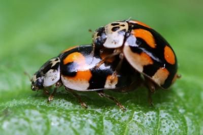 <i>Adalia decempunctata</i>