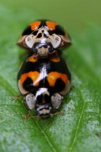 <i>Adalia decempunctata</i>