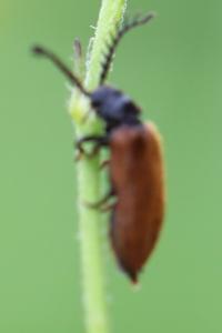 <i>Drilus flavescens</i>