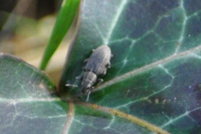 <i>Sitona</i>