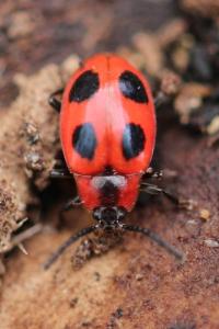 <i>Endomychus coccineus</i>