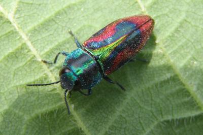 Buprestidae