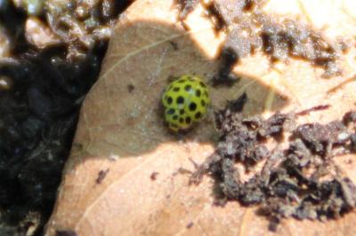 Psyllobora vigintiduopunctata