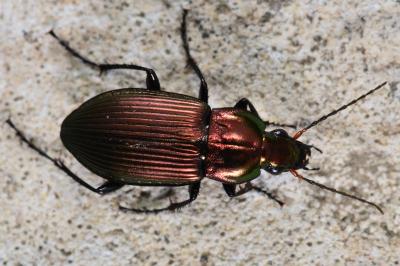<i>Poecilus cupreus</i>