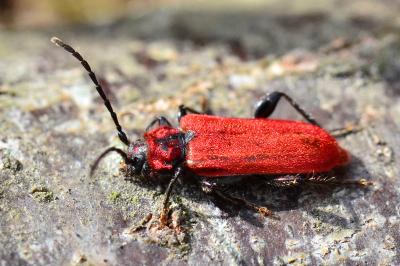 <i>Pyrrhidium sanguineum</i>