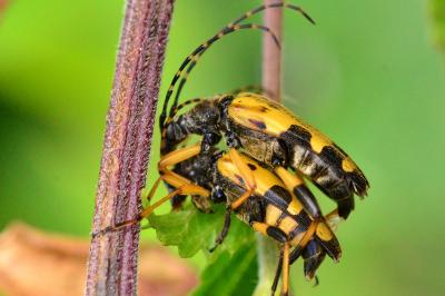 <i>Rutpela maculata</i>