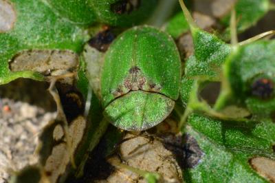 <i>Cassida rubiginosa</i>