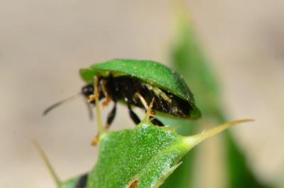 <i>Cassida rubiginosa</i>