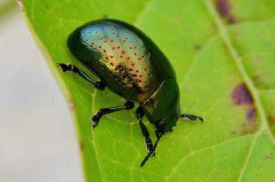 <i>Chrysolina hyperici</i>