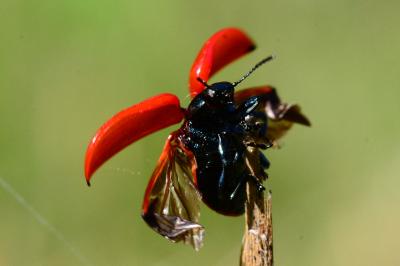 <i>Chrysomela populi</i>