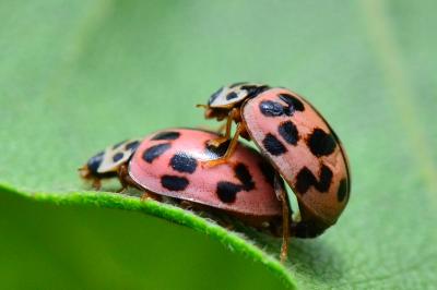 Oenopia conglobata
