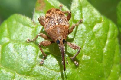 Curculio nucum