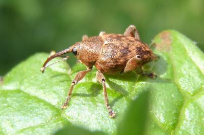 Curculio nucum