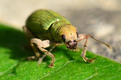 Pachyrhinus lethierryi
