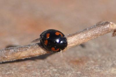 <i>Exochomus quadripustulatus</i>