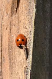 <i>Coccinella septempunctata</i>