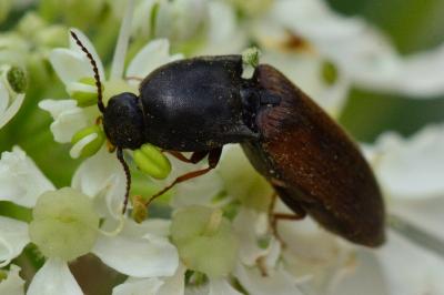 <i>Agriotes ustulatus</i>