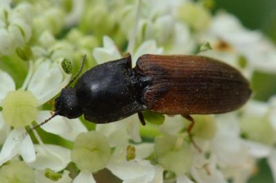 Agriotes ustulatus