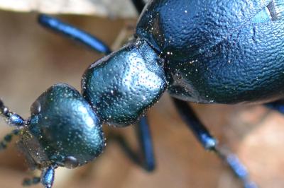 <i>Meloe violaceus</i>