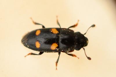 Glischrochilus hortensis